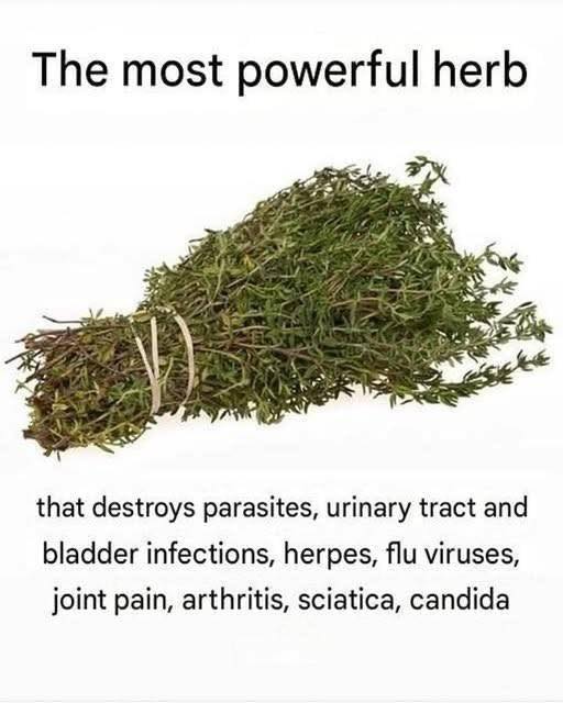 You are currently viewing Oregano Oil: The Most Potent Herb for Destroying Parasites and Urinary Tract Infections