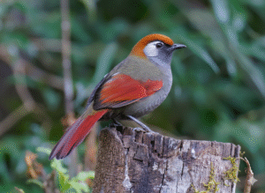 Read more about the article The Red-tailed Laughingthrush: One of Asia’s Most Beautiful Forest Birds