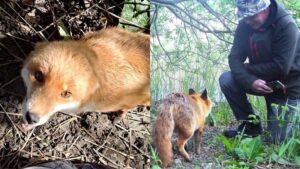 Read more about the article Incredible Fox Cub Rescue: The Man Who Healed a Wild Fox and Gained Its Trust