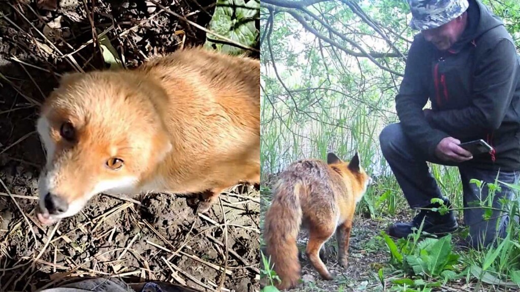 You are currently viewing Incredible Fox Cub Rescue: The Man Who Healed a Wild Fox and Gained Its Trust