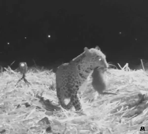 Read more about the article Heart-Stopping Leopard Cub Reunion: The Story of a Mother Who Came Back