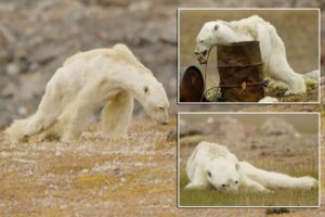 Read more about the article The Haunting Story of the Starving Polar Bear That Woke Up the World