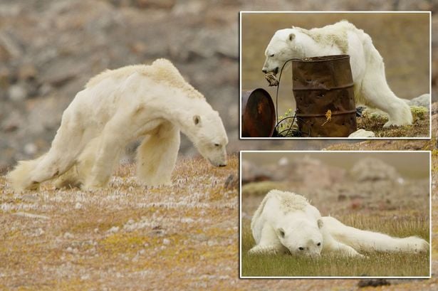 You are currently viewing The Haunting Story of the Starving Polar Bear That Woke Up the World
