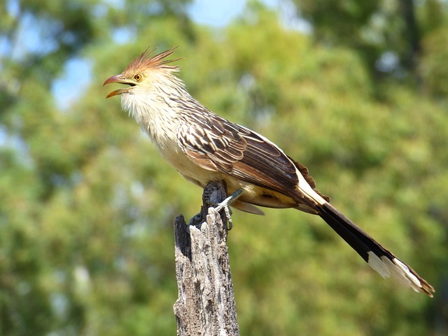 You are currently viewing 5 Fascinating Facts About the Guira Cuckoo You Didn’t Know