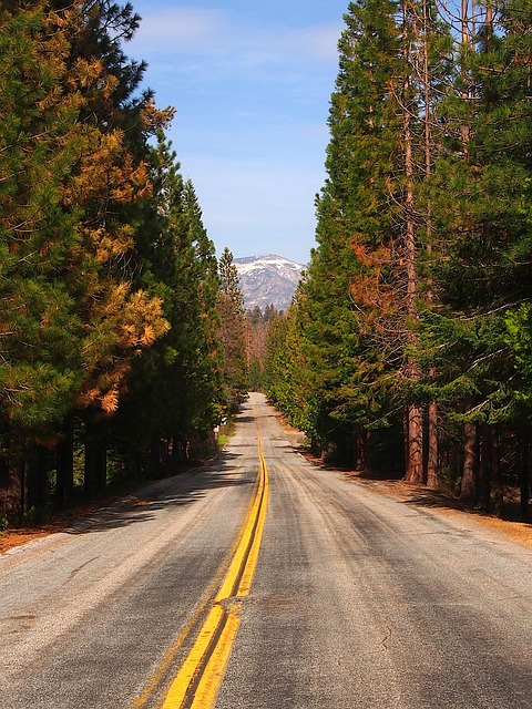 You are currently viewing Hidden Trails and Ancient Trees: Discover Sequoia National Park