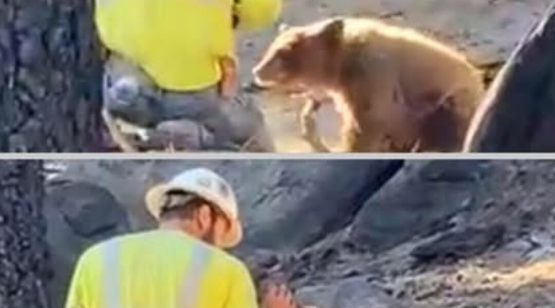 You are currently viewing A Logger’s Kindness: The Man Who Chose a Bear Cub Over His Job