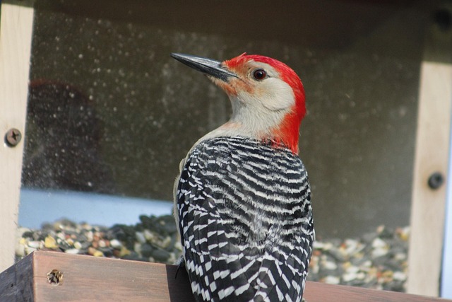 You are currently viewing 5 Fascinating Facts About the Red-bellied Woodpecker You Didn’t Know