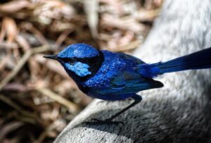 Read more about the article The Splendid Fairywren: Australia’s Most Colorful Tiny Bird