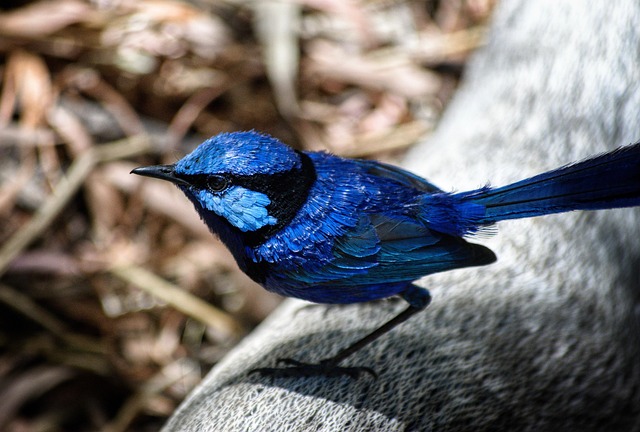 Read more about the article The Splendid Fairywren: Australia’s Most Colorful Tiny Bird