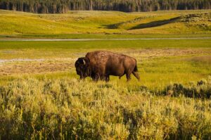 Read more about the article Why Yellowstone National Park Should Be on Every Traveler’s Bucket List