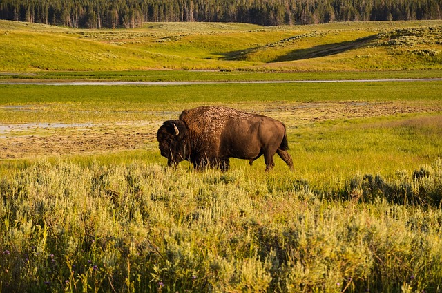 Read more about the article Why Yellowstone National Park Should Be on Every Traveler’s Bucket List