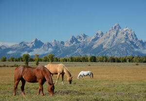 Read more about the article “Grand Teton National Park: Where Jagged Peaks Meet Wild, Western Sky”