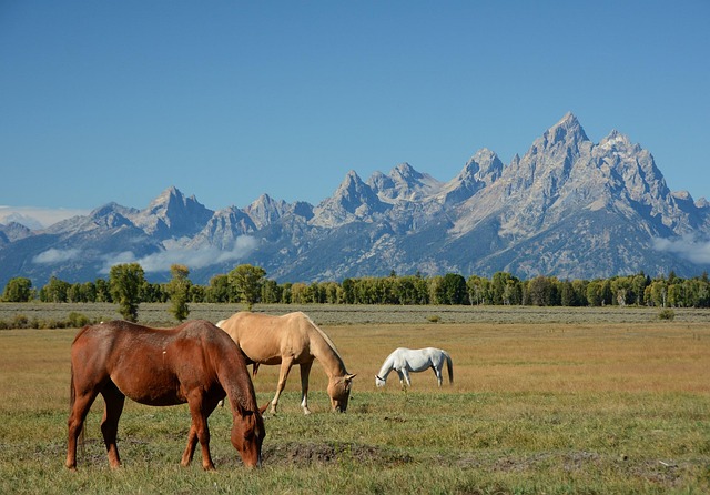 You are currently viewing “Grand Teton National Park: Where Jagged Peaks Meet Wild, Western Sky”