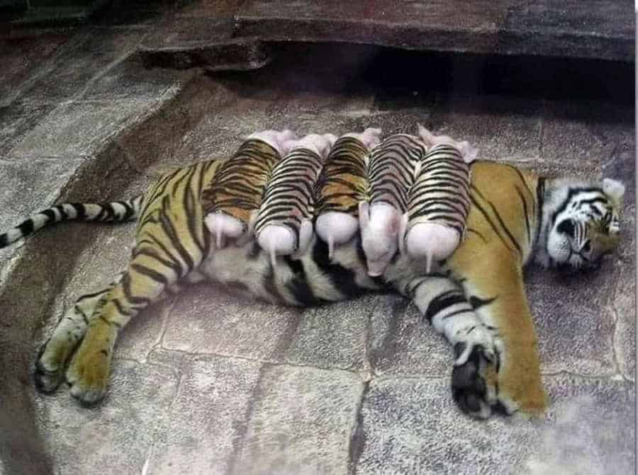 Read more about the article The Unbelievable Story of How a Tiger Adopts Piglets, Defying Every Rule of Nature