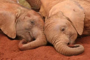 Read more about the article The Heartwarming, Vulnerable World of Sleeping Elephants