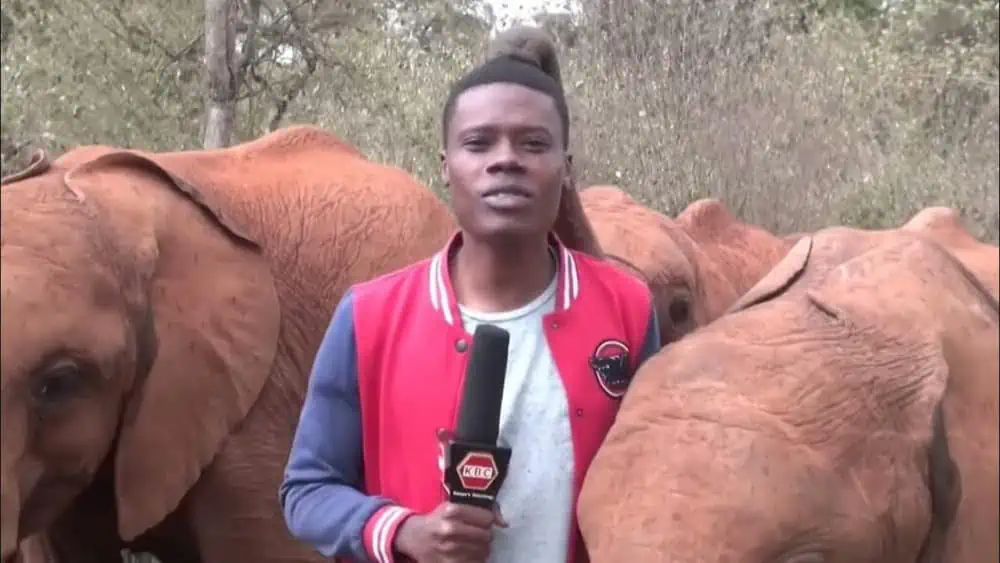 You are currently viewing The Baby Elephant Steals Show in This Heartwarming Viral Video