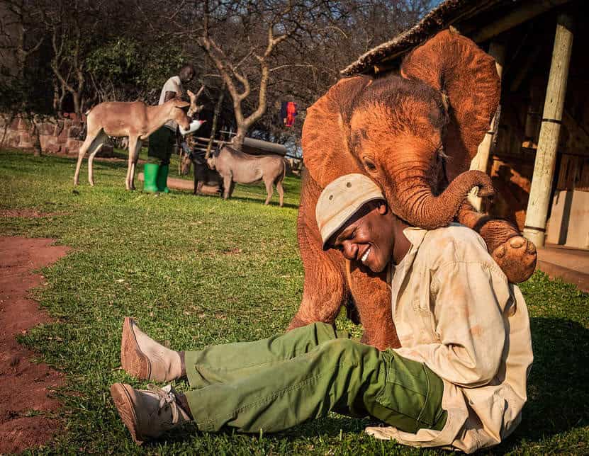 You are currently viewing Orphaned Elephant Toto: His Incredible Story of a Second Chance at Life