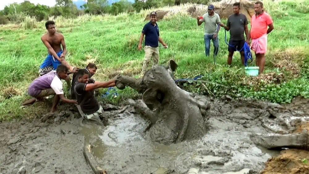 You are currently viewing An Incredible Elephant Rescue: The Heartbreaking Story of a Calf Who Refused to Give Up