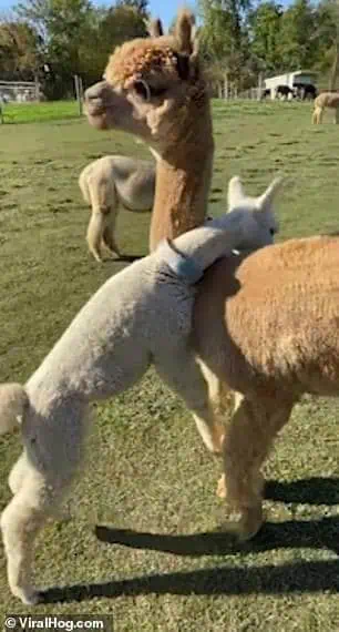 You are currently viewing Viral Video: The “Baby Alpaca Hug” That Melted Millions of Hearts