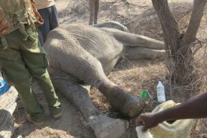 Read more about the article A Limping Giant’s Second Chance: The Elephant Who Refused to Fall