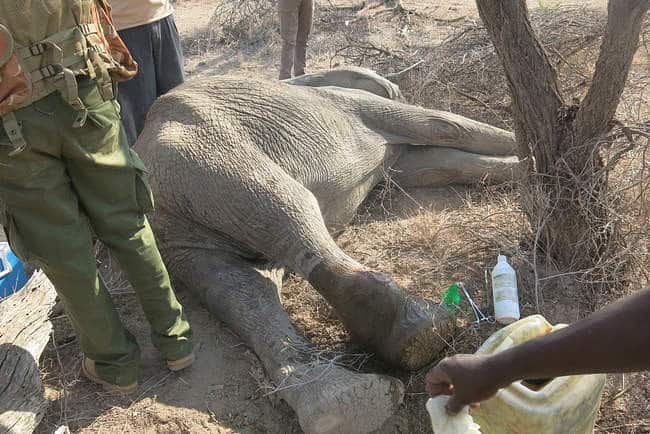 You are currently viewing A Limping Giant’s Second Chance: The Elephant Who Refused to Fall