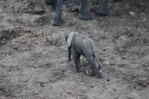 Read more about the article Heartbreaking Cry: A Mother Elephant’s Love Saves Her Trapped Calf