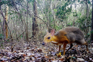 Read more about the article Recovery of a Lost Species: The Mouse Deer Returns After 30 Years