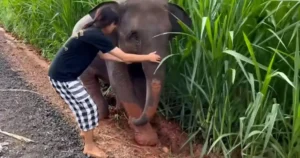 Read more about the article Brave Woman Jumps Into Mud Pit to Save a Trapped Baby Elephant in Heartwarming Video