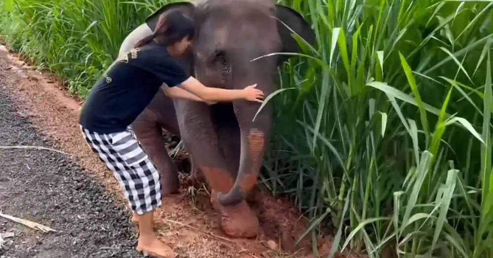 Read more about the article Brave Woman Jumps Into Mud Pit to Save a Trapped Baby Elephant in Heartwarming Video