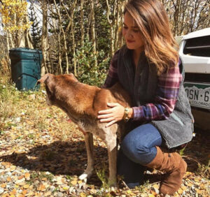 Read more about the article Max’s Impossible Recovery: A Lost Dog’s Journey Home