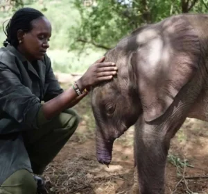 Read more about the article A Calf’s Cry: The Heartbreaking Story of the Elephant Who Lost Its Trunk