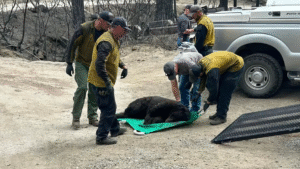 Read more about the article Nevada Firefighters Save Burned Bear: The Incredible Claim That Captured the Nation’s Heart