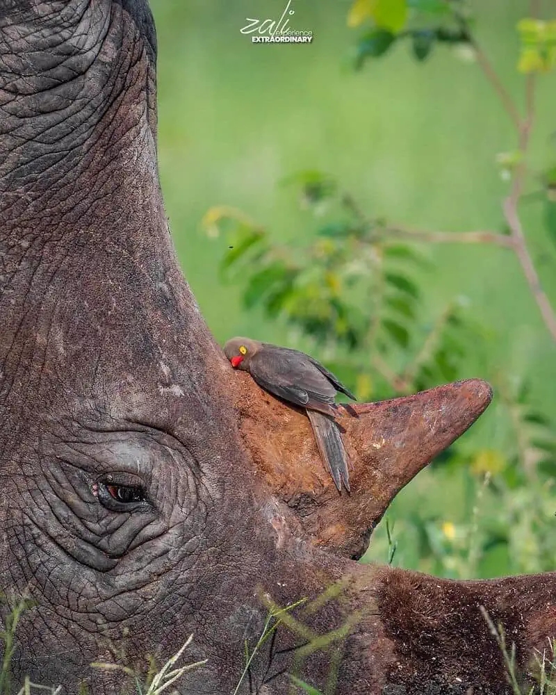 You are currently viewing The Gentle Guardian: The Tiny Bird and the Rhino Who Melted Hearts