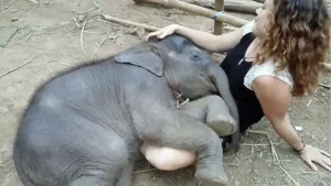 Read more about the article A Rare Miracle: Twin Baby Elephants Melt the World’s Heart With Their Unbreakable Bond