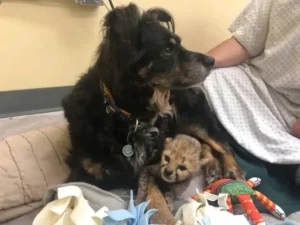 Read more about the article Blakely the Dog Father: The Golden Retriever Who Raised Cheetahs