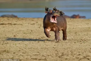 Read more about the article Hilarious Baby Hippo vs. Birds: The Calf Who Just Wanted Peace