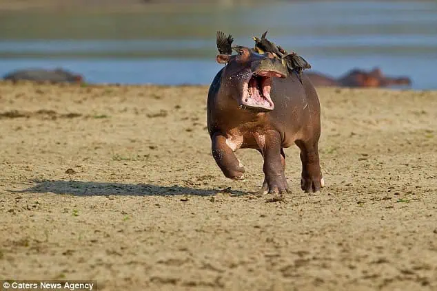 You are currently viewing Hilarious Baby Hippo vs. Birds: The Calf Who Just Wanted Peace