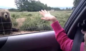 Read more about the article Meet the “Waving Bear” Who Shocked a Family With a Polite Hello