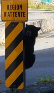 Read more about the article A Lost Bear Cub at the Border: The Little Traveler Who Stole the World’s Heart