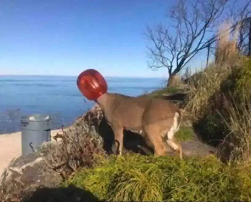 You are currently viewing The “Orange Bucket Deer” Rescue: A Community’s Fight to Save a Starving Animal’s Life