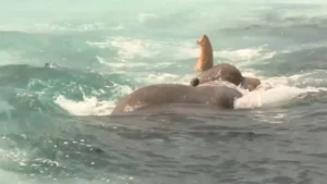 Read more about the article Incredible 12-Hour Elephant Sea Rescue Saves Giant Swept 5 Miles From Shore