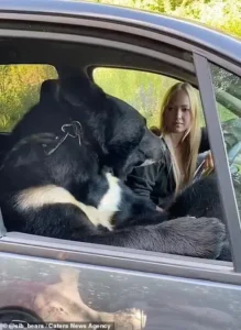 Read more about the article The Bear Who Rode Passenger: An Unbelievable Friendship