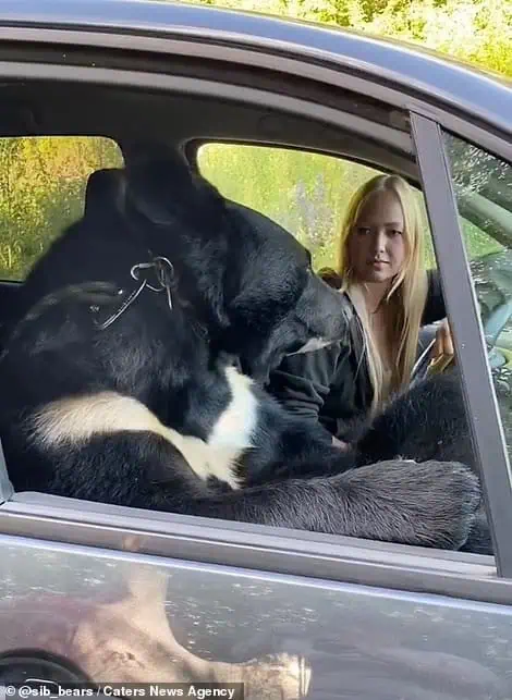 You are currently viewing The Bear Who Rode Passenger: An Unbelievable Friendship