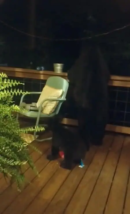 You are currently viewing A Curious Bear Cub Peered Into Their Home, Then Mom Showed Up