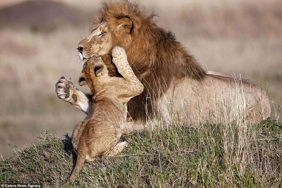 Read more about the article A Real-Life “Lion King” Moment: Father Lion’s Gentle Hug for His Cub Melts Hearts
