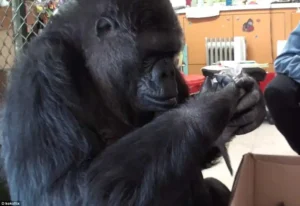 Read more about the article Koko the Gorilla Becomes a Mother in Heartwarming Viral Story
