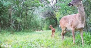 Read more about the article A Mother’s Fierce Courage: The Day a Doe Fought Off Predators to Save Her Fawns