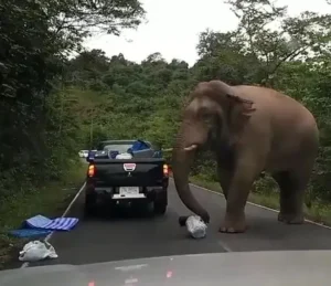 Read more about the article “He’s Hungry”: A Family’s Terrifying Hungry Elephant Encounter in Thailand