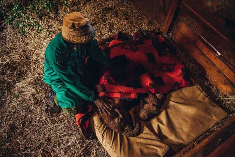 Read more about the article The Elephant Keepers: The Men Who Sleep Beside Orphans to Heal Their Hearts