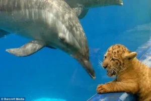 Read more about the article Liger and Dolphins’ Magical Encounter: An Unbelievable Interspecies Friendship